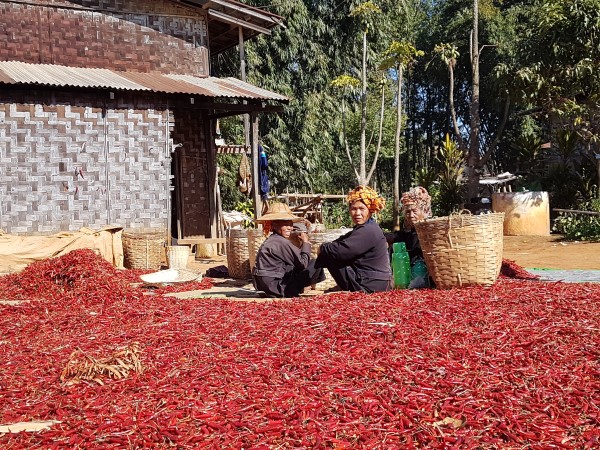 Aprendiendo acerca del cultivo del chile en el Estado Shan, Myanmar 