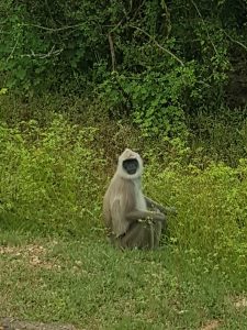 Macaco mirándonos (le falta el cigarrillo), Parque Natural Yala, Sri Lanka
