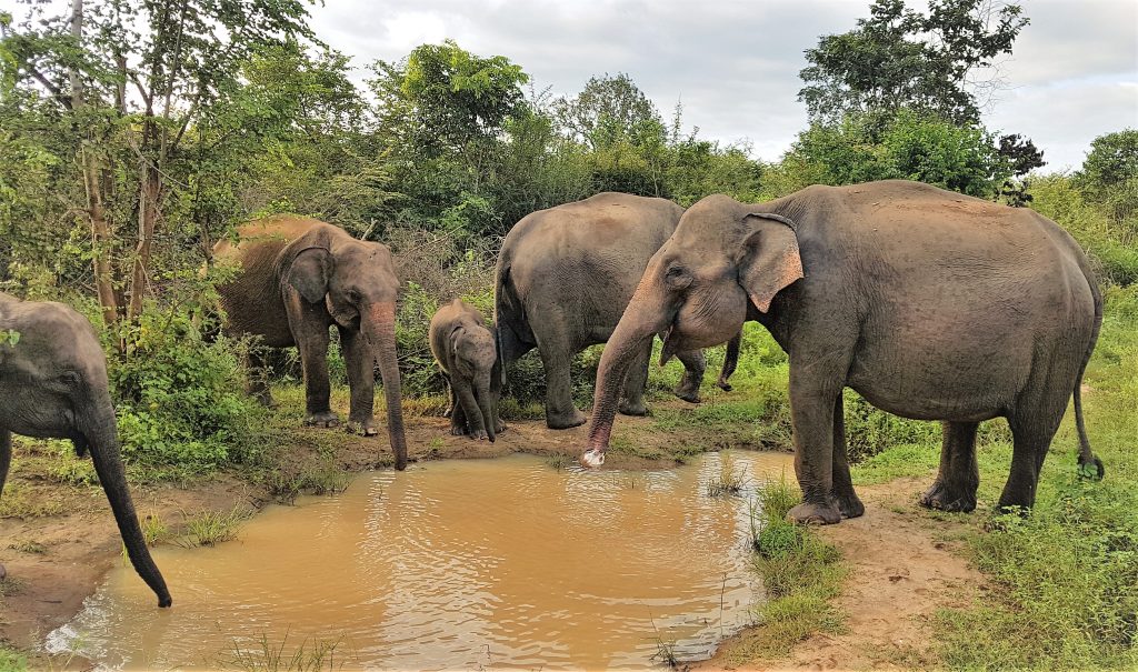 Familia de elefantes salvajes en el Parque Natural Udawalawe, Sri Lanka