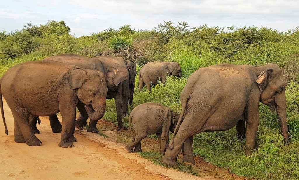 La misma familia de elefantes, paseando frente a nosotros como si no existiéramos, Parque Natural Udawalawe, Sri Lanka