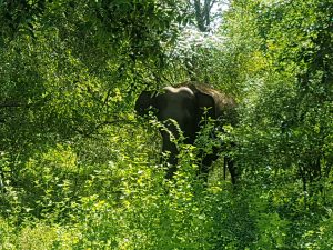 Elefante jóven escondiéndose, Parque Natural Udawalawe, Sri Lanka