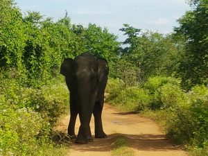 El mismo elefantito pidiéndonos que dejáramos de seguirlo, Parque Natural Udawalawe, Sri Lanka