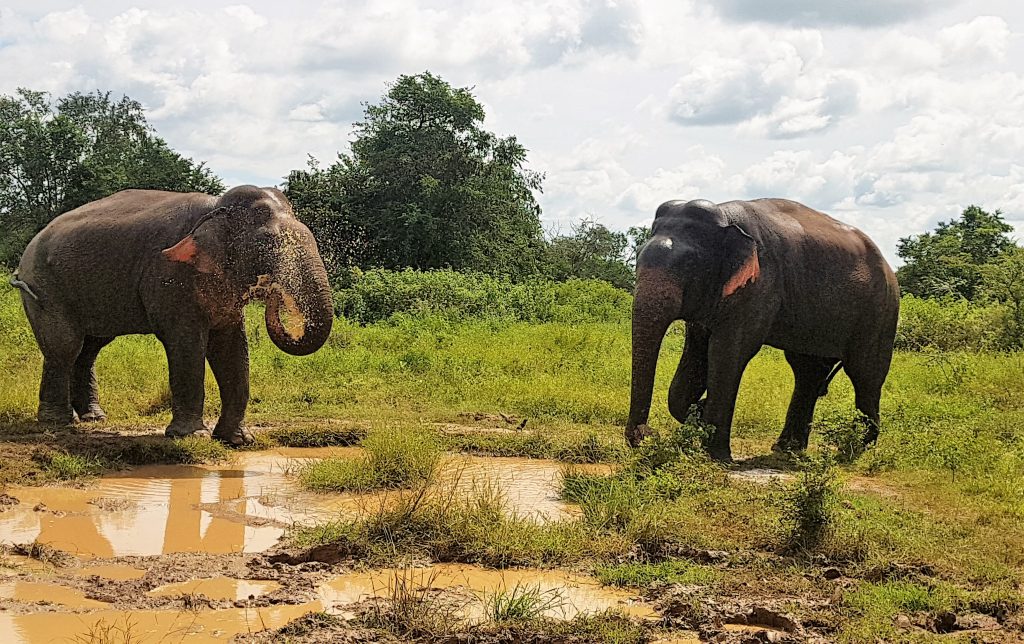 Elefantes machos retándose (o eso parecía), Parque Natural Udawalawe, Sri Lanka