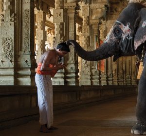 Elefante bendiciendo, Templo Jambukeswarar, Tamil Nadu, India. Foto de Annette Bonnier, Gitty Blog