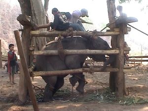 "Crushing cage", jaula de madera que evita que el elefante se mueva. Foto publicada en varios websites, se desconoce su autor.