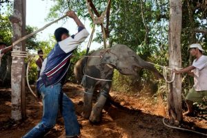 Empezando a romperle el espíritu al elefante. Foto tomada de varios websites, autor desconocido.