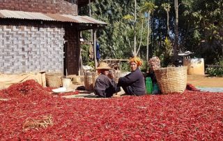 Aprendiendo acerca del cultivo del chile en el Estado Shan, Myanmar