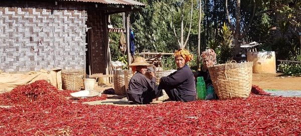 Aprendiendo acerca del cultivo del chile en el Estado Shan, Myanmar